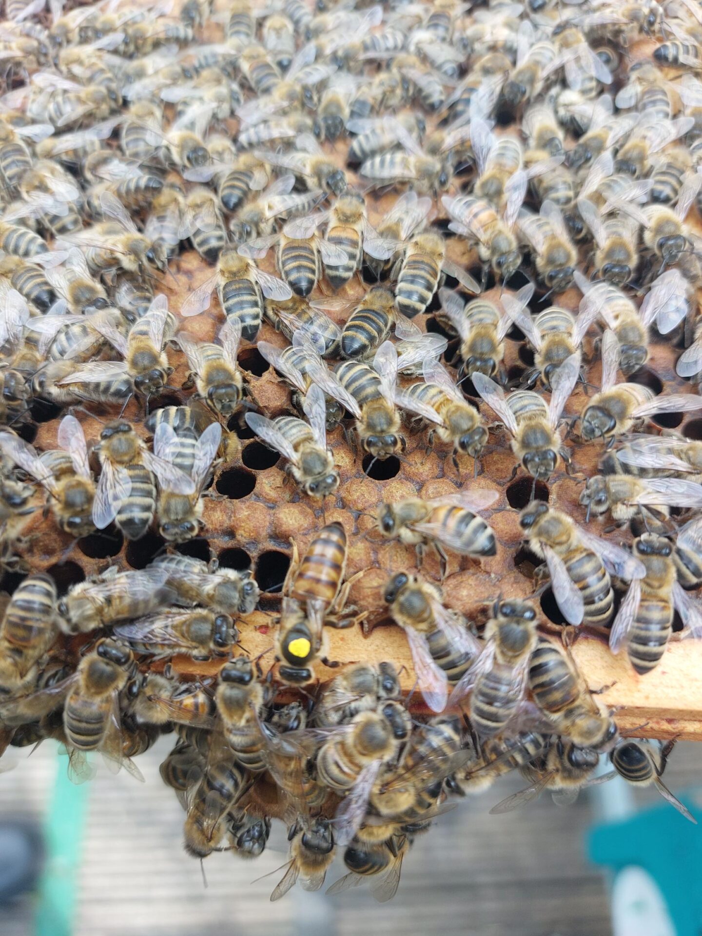 Buzzy Bees